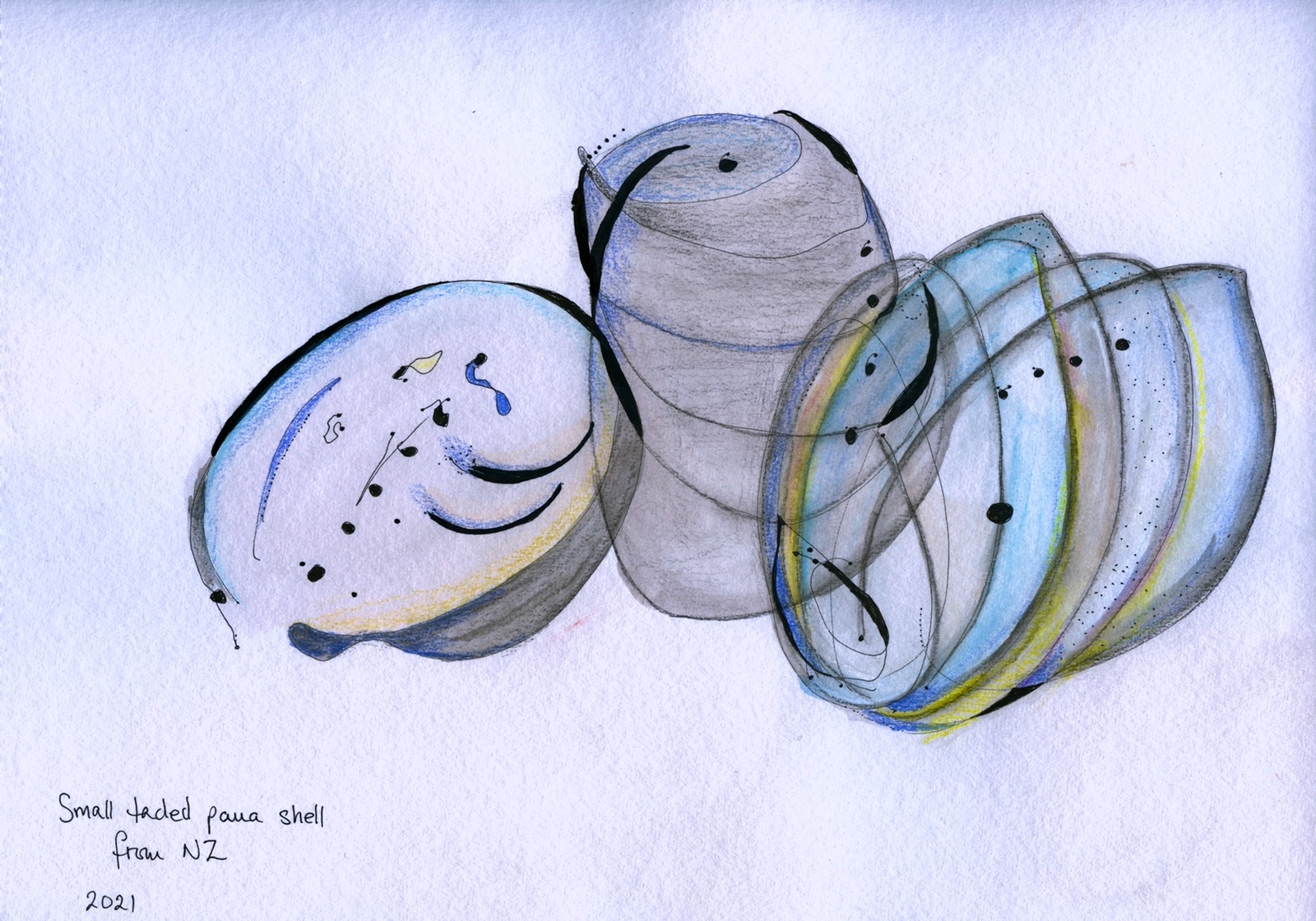 Small faded paua shell from NZ